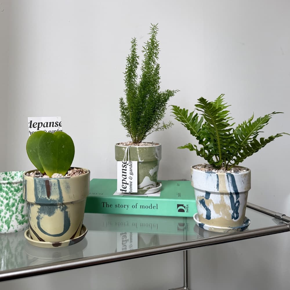 데팡스 발송식물 면세 누아누아10호1 식재 모음 - 최저가 21,600원