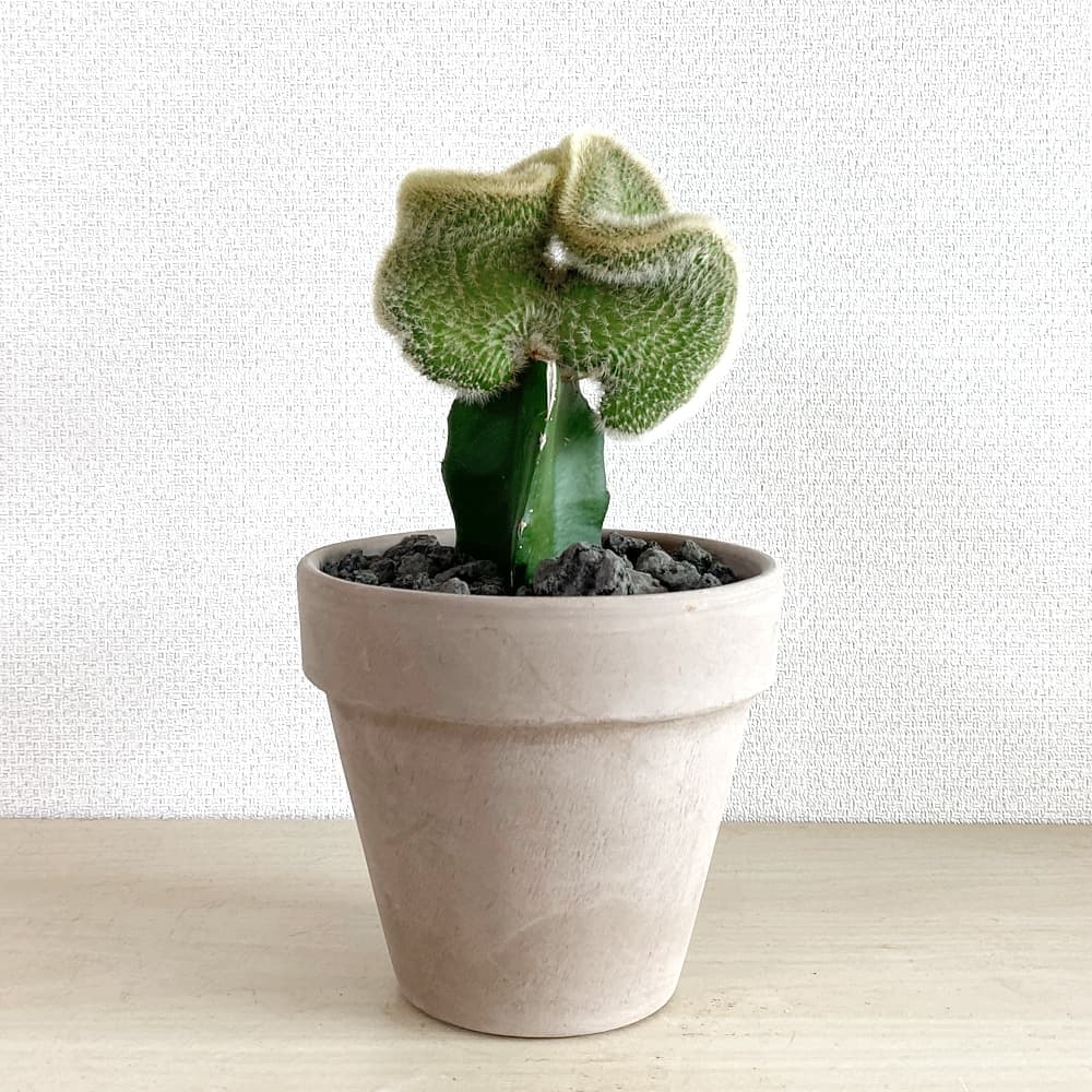 식물행성 여우꼬리철화 미니밍크선인장 - 이태리토분 세트