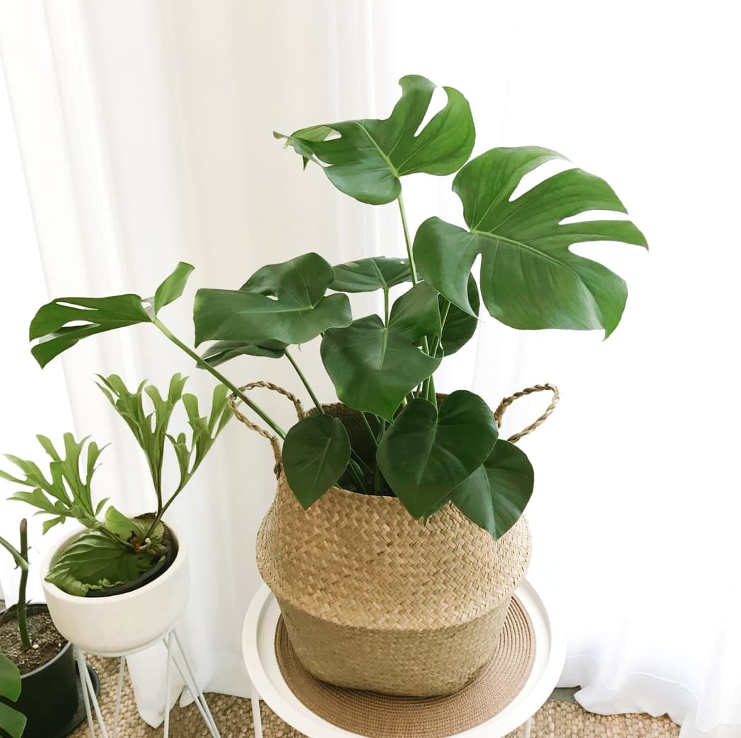 푸른베란다 null - 최저가 22,610원