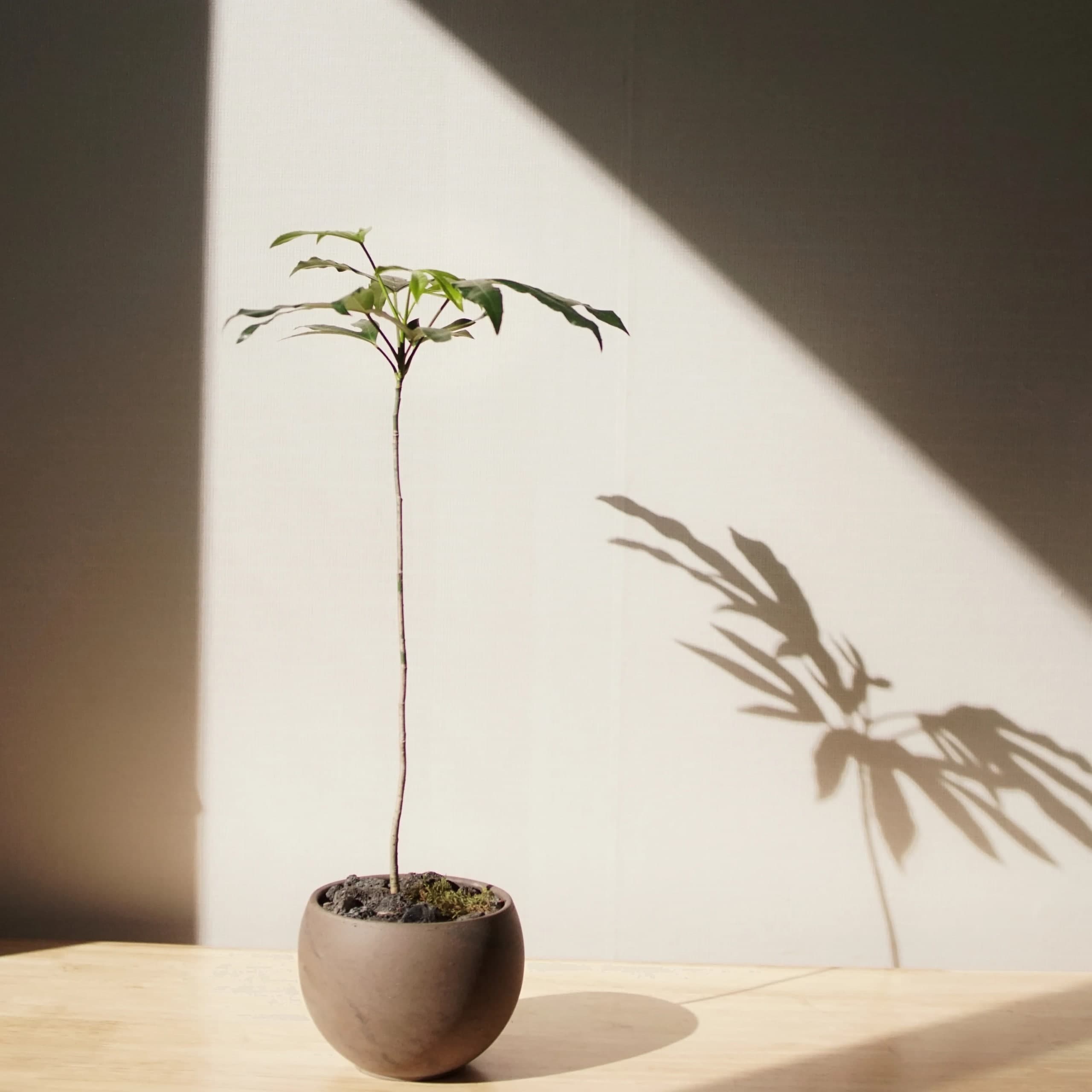 써니사이드플랜트 선이 고운 황칠나무+원형토분 대형 인테리어 화분 (3 size) - 최저가 29,925원