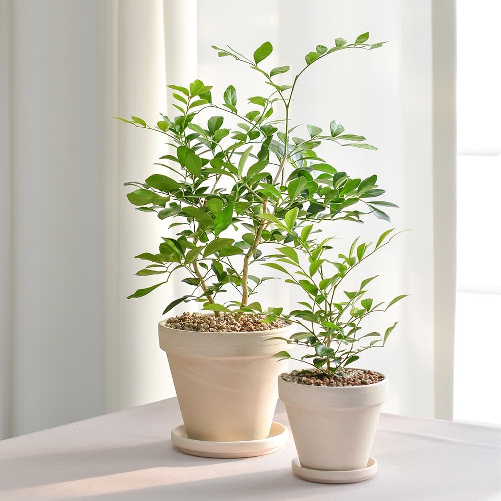 필플랜트 null - 최저가 11,200원