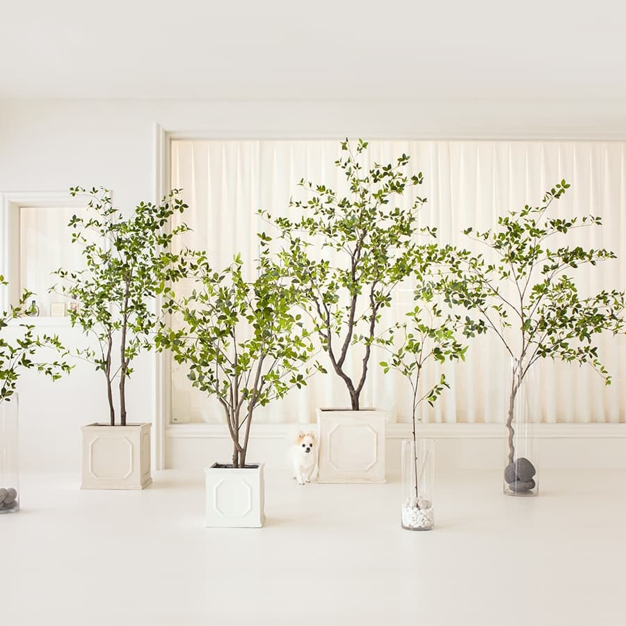 쟈뎅드에덴 null - 최저가 13,900원