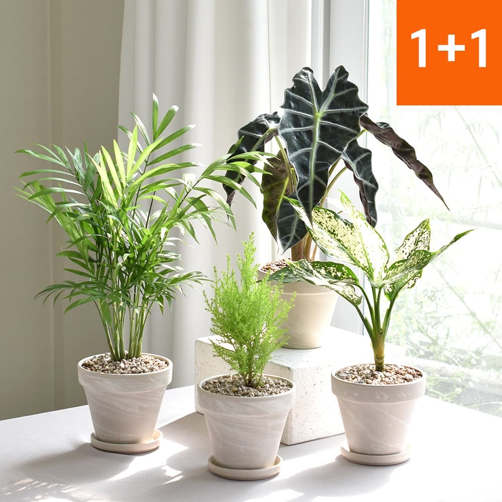 필플랜트 독일토분 공기정화식물 마오리소포라 율마 몬스테라 유칼립투스 - 최저가 18,000원 (31% 할인)