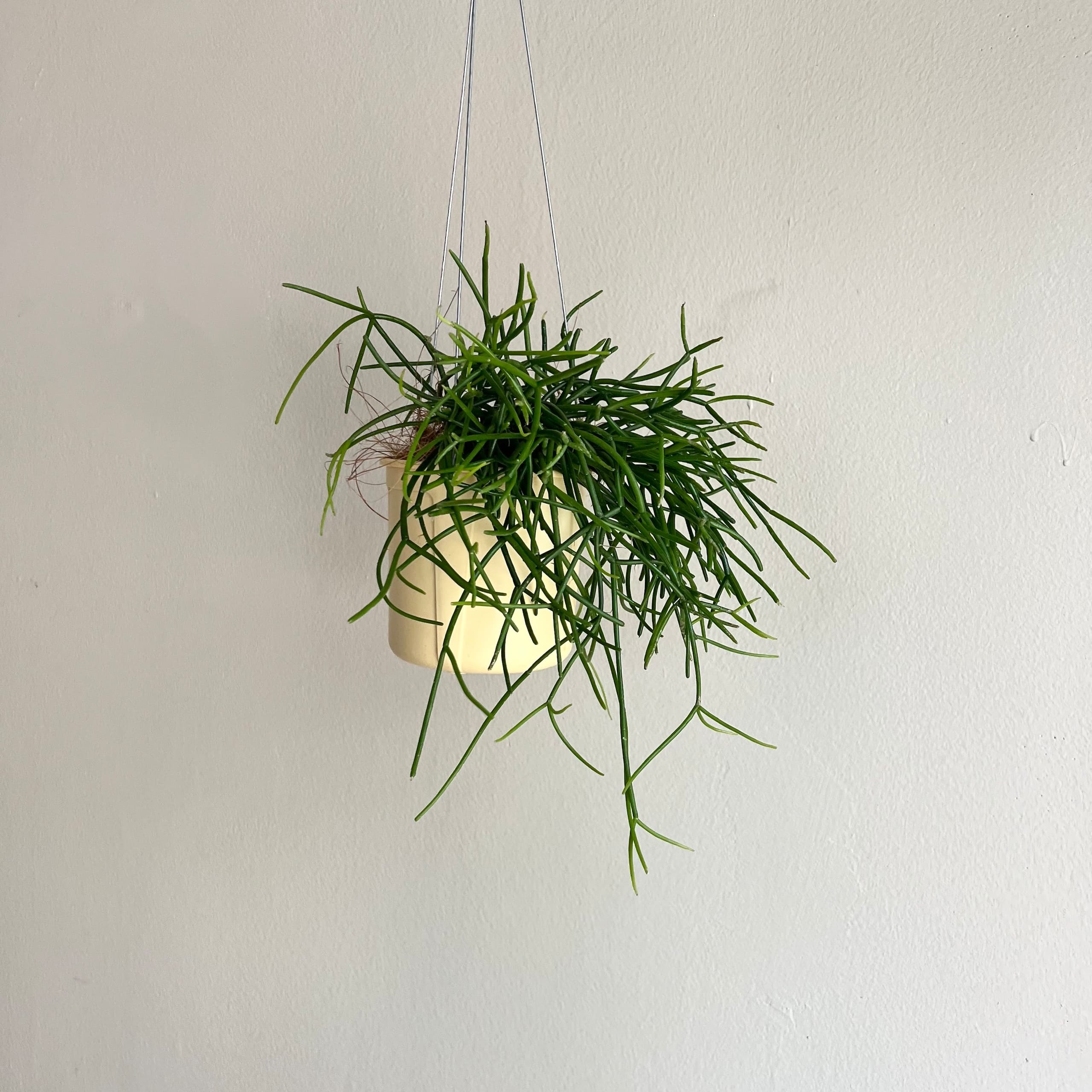 반달플라워마켓 null - 최저가 19,900원