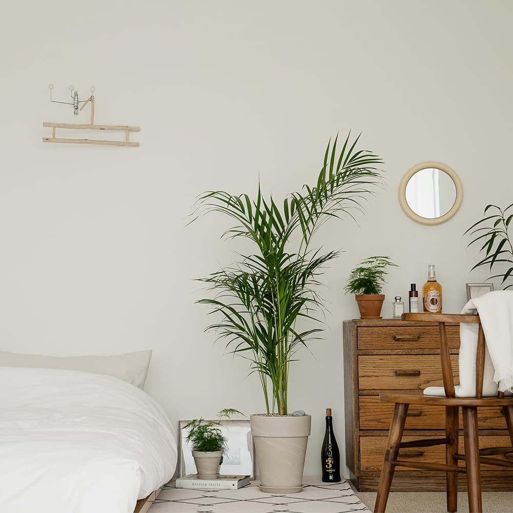 그린다이닝 아레카야자 대형 공기정화식물 독일토분 3colors - 최저가 89,300원