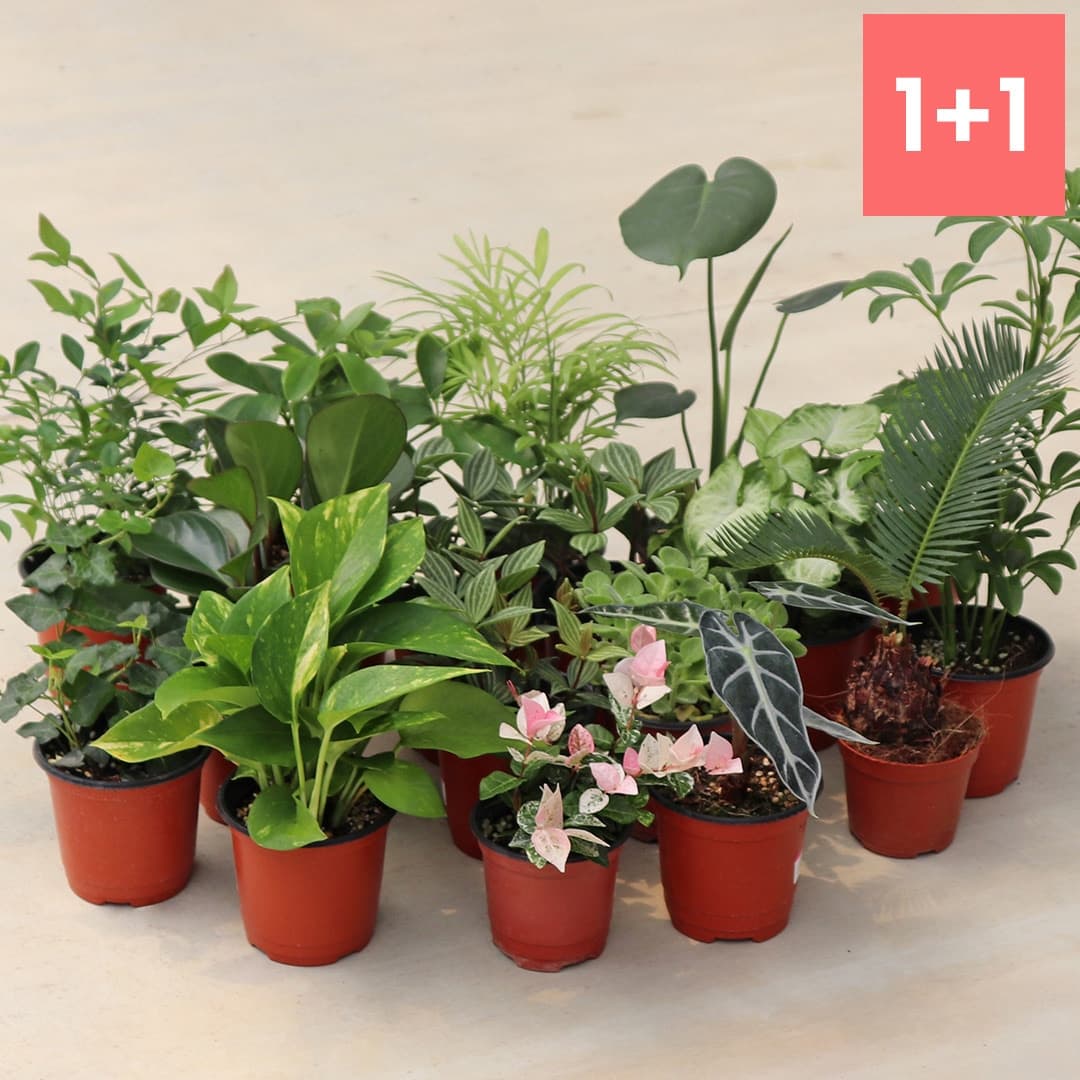 마이플랜트 null - 최저가 4,860원