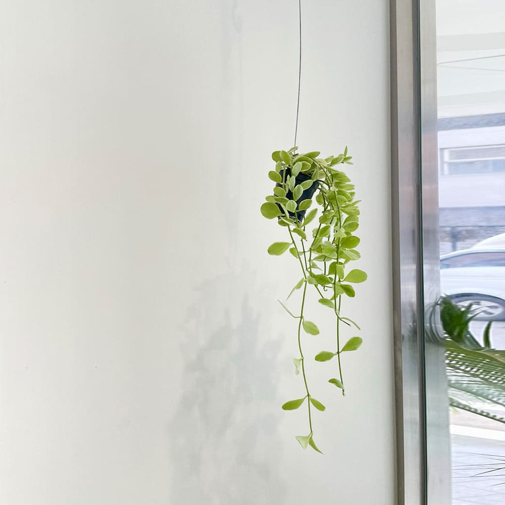 그린다이닝 null - 최저가 17,100원