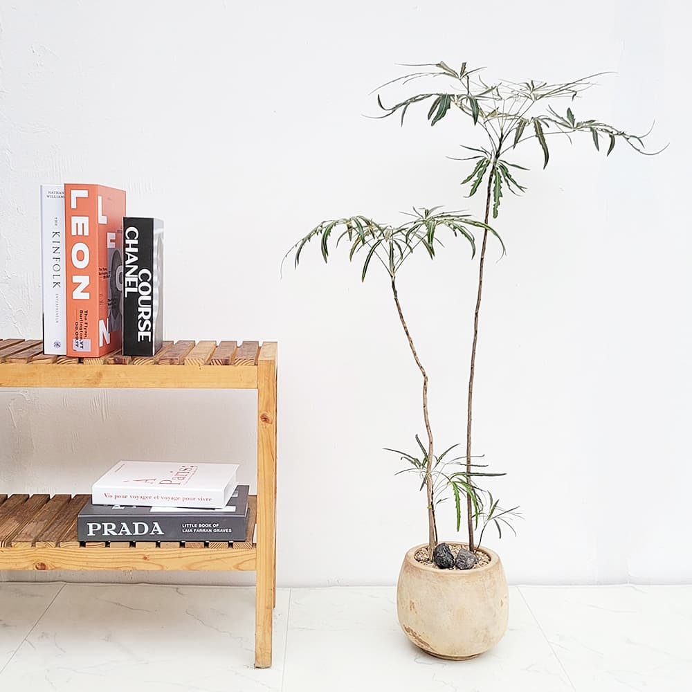 햇살농장 null - 최저가 39,800원