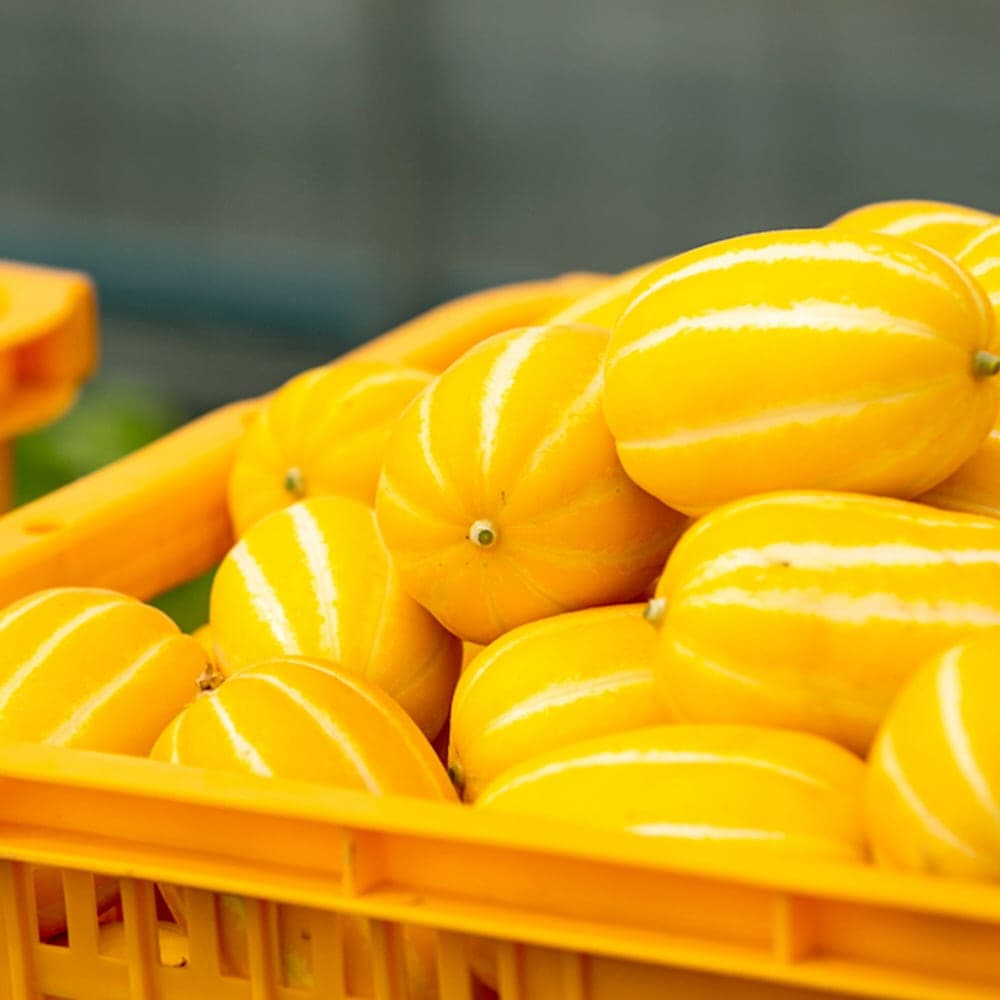 산해직송 [산지직송] 성주 꿀당도 봄참외 2kg 실중량 외 3kg / 5kg - 최저가 17,910원