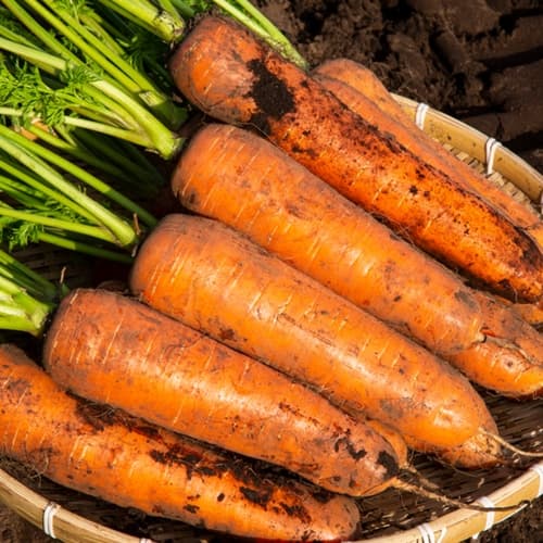 산해직송 [산지직송] 제주 구좌 햇 당근 5kg 상사이즈 외 골라담기