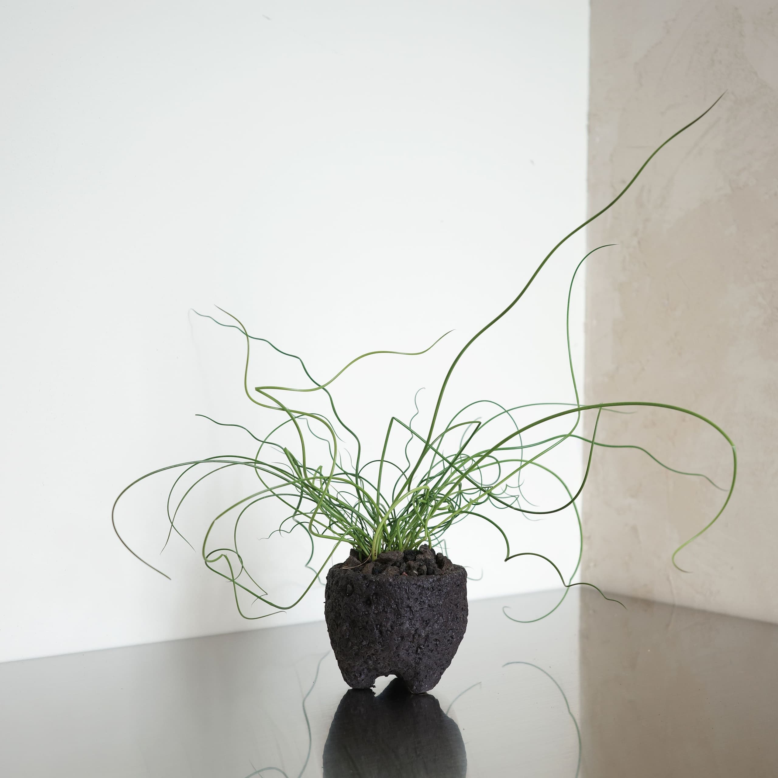 파워플랜트 null - 최저가 18,500원