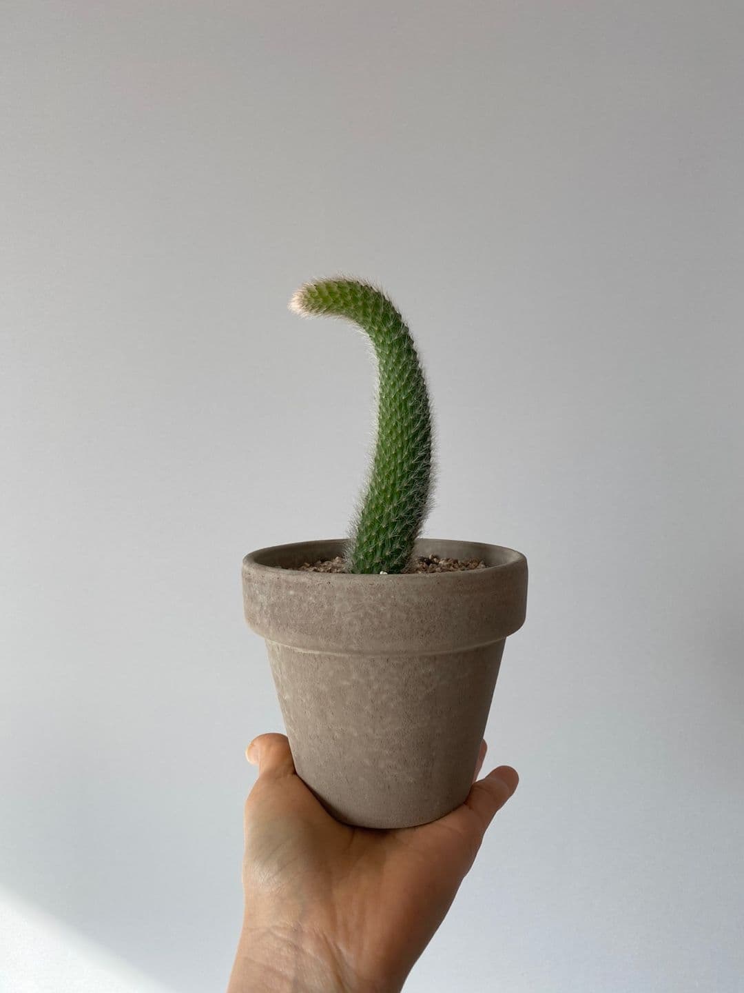 고호선인장 원숭이꼬리선인장 이태리바소토분