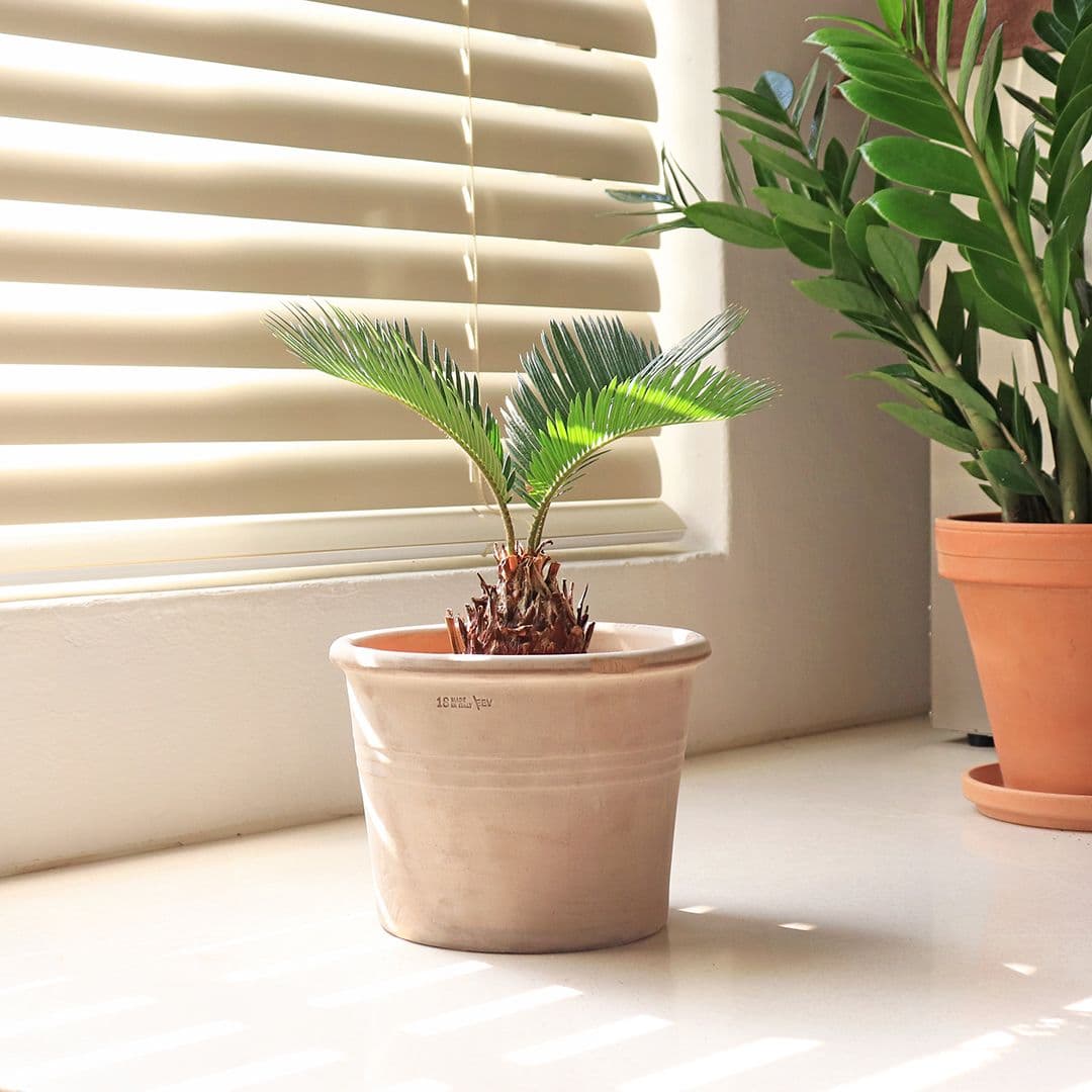 마이플랜트 EV 이브 링실린더팟