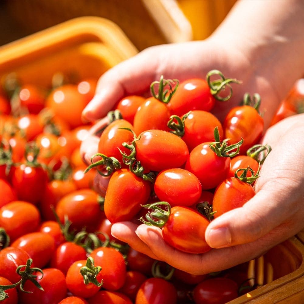 산해직송 null - 최저가 11,160원