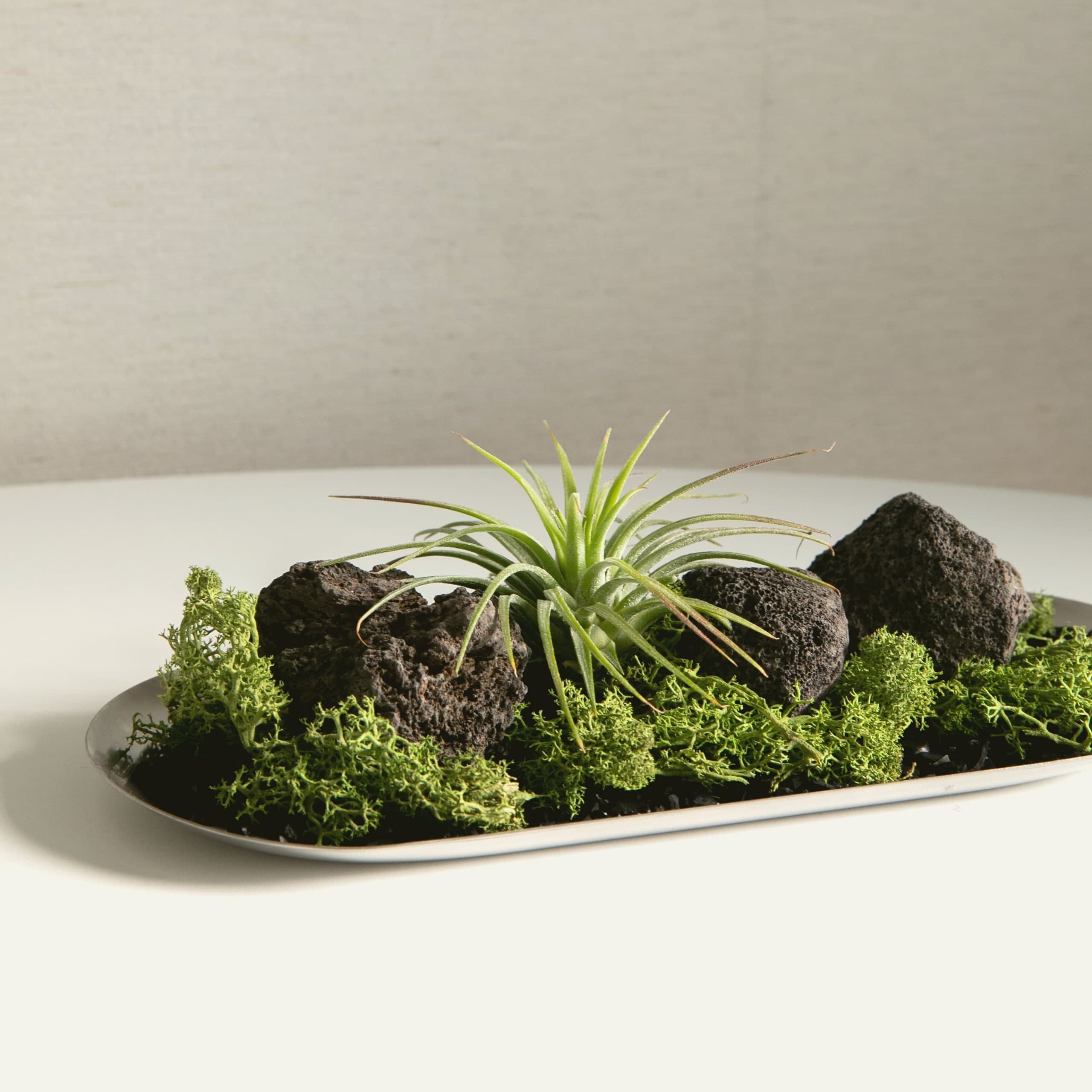 텟츠 이오난사 모스트레이 공기정화 오브제 선물 SET - 최저가 14,000원 (26% 할인)