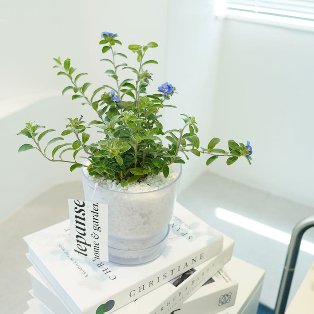 데팡스 null - 최저가 15,750원