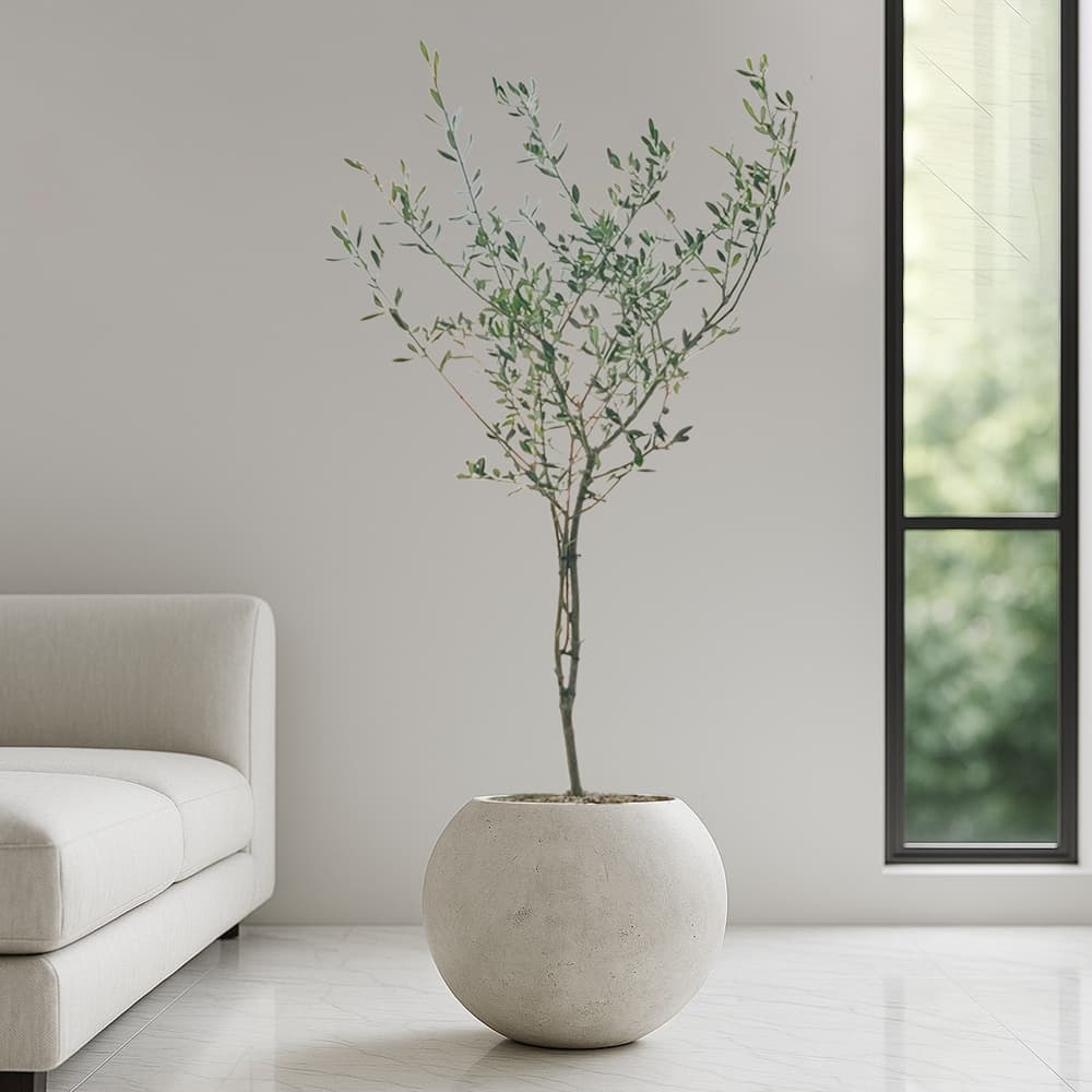 농원청년 올리브나무 달항아리 2size 실내공기정화식물 인테리어식물 거실화분 개업화분 승진화분