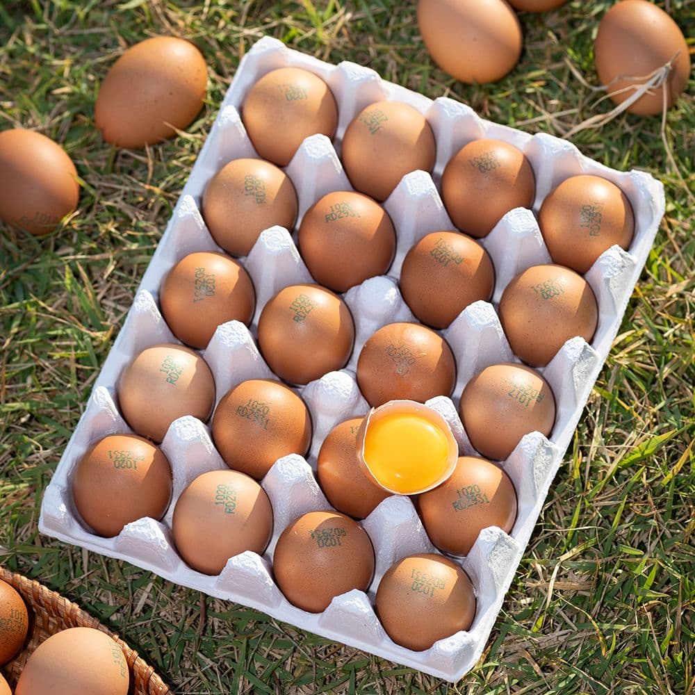 대한민국농수산 [농장직송] 난각번호 1번 유정란 20구 X 1판 / 2판 선택가능 - 최저가 11,160원