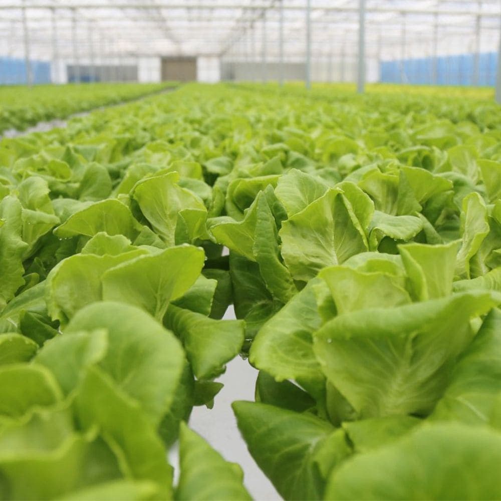 맛꾼 무농약 유러피안 샐러드채소