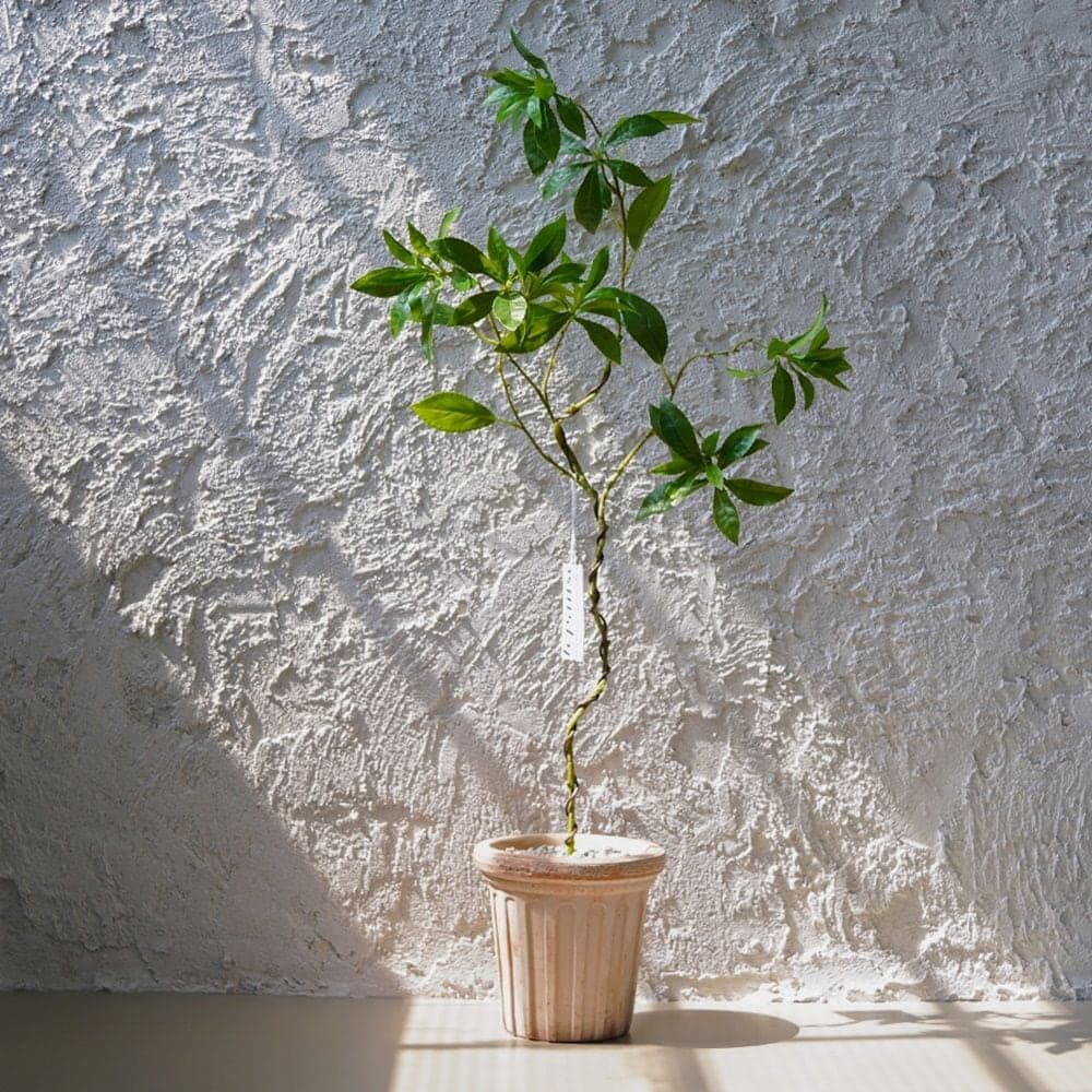 데팡스 null - 최저가 46,750원