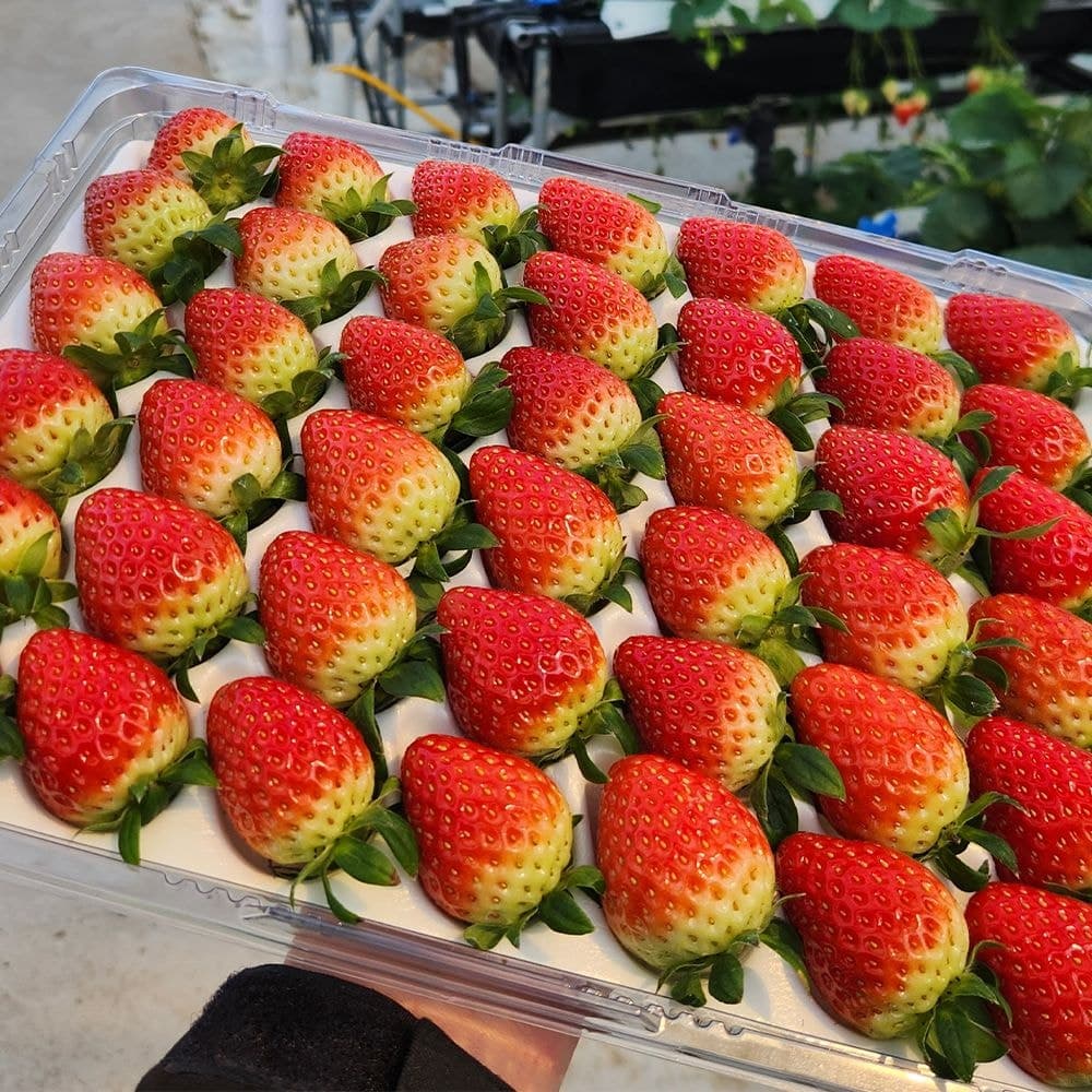 할미푸드 null - 최저가 9,810원