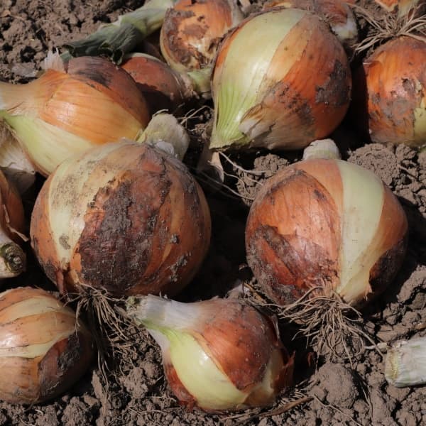 퓨어팜스 null - 최저가 6,930원