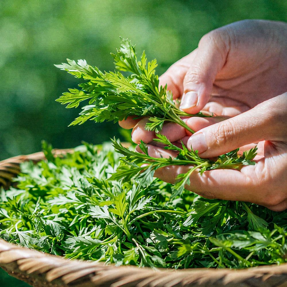 모두밥상 null - 최저가 11,100원