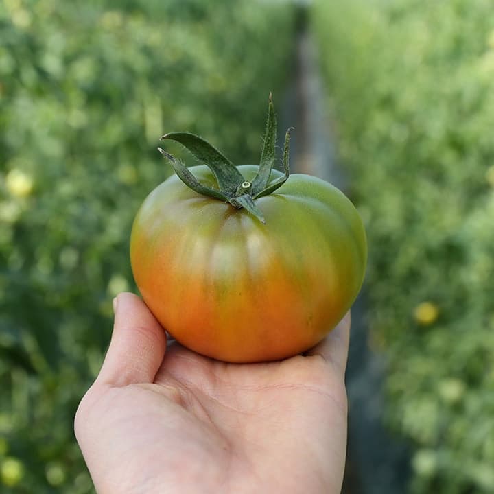 맛꾼 대저 토마토