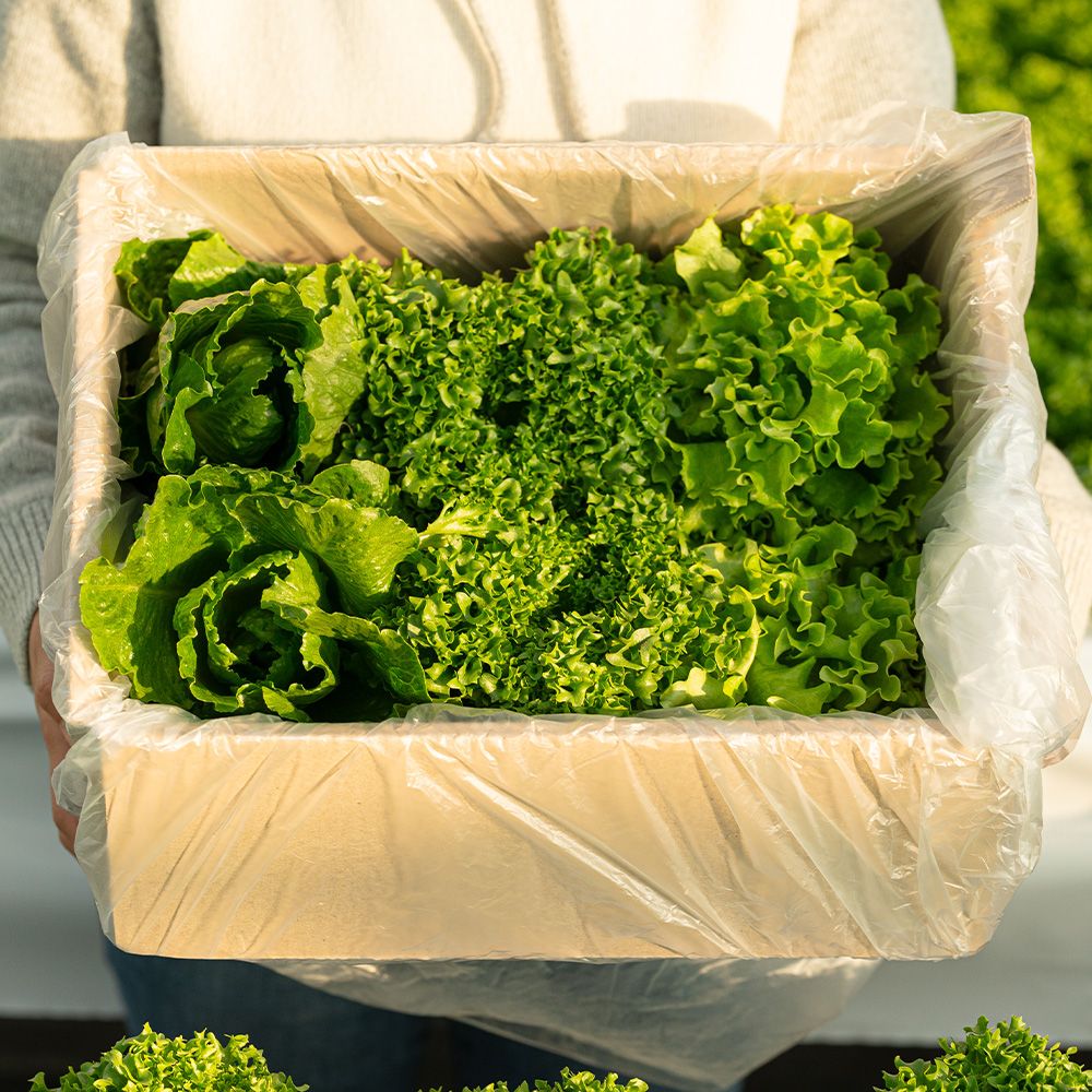 원더랜드 null - 최저가 6,750원