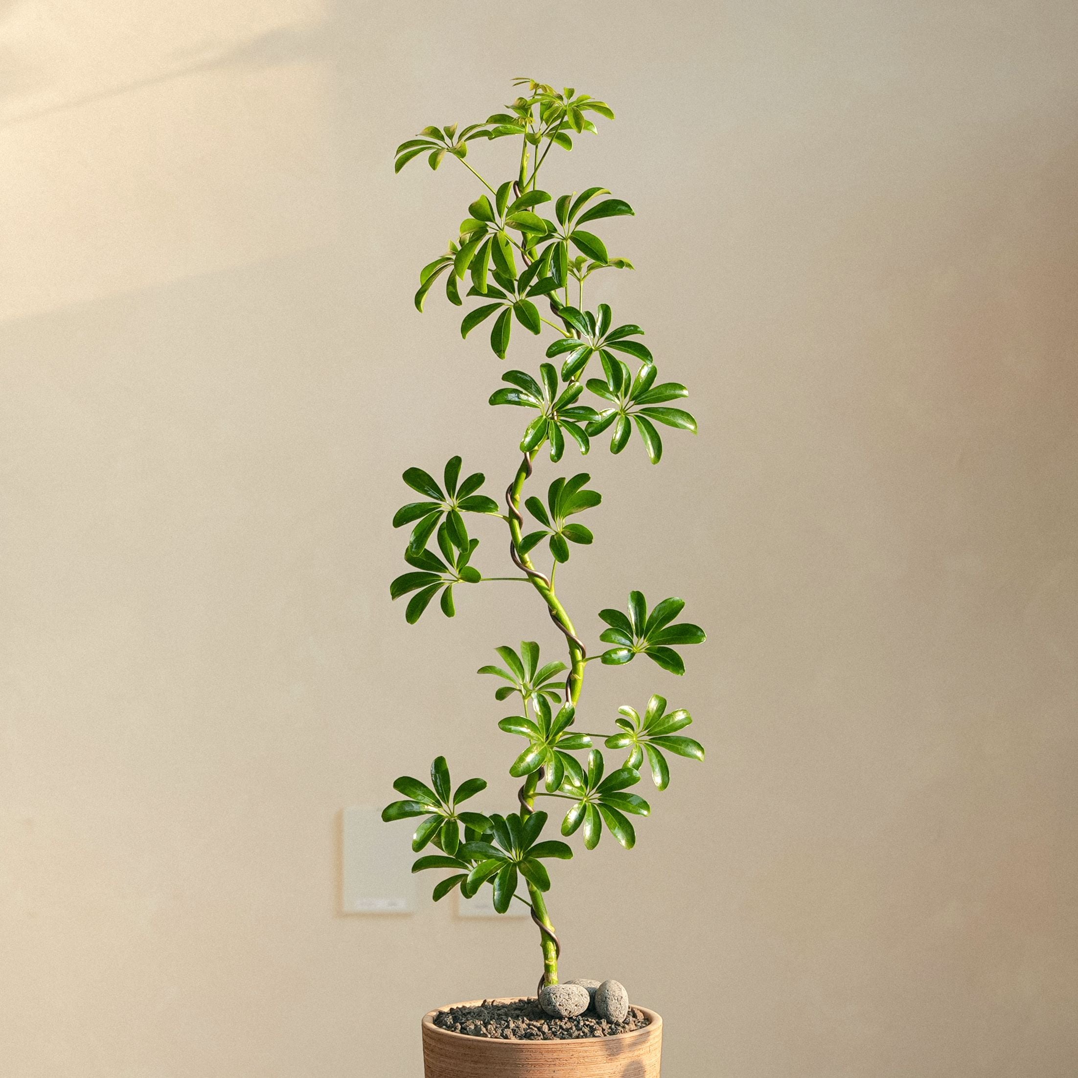 물구나무 홍콩야자 S형 새집증후군 해결사 쉐프렐라 - 최저가 53,500원