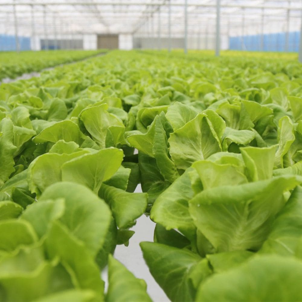 맛꾼 null - 최저가 6,570원