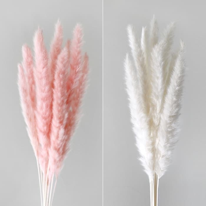 팜파스 프리저브드 한묶음(60CM) 가격 추이 블루밍앤미 팜파스 프리저브드 한묶음(60CM) - 최저가 6,800원