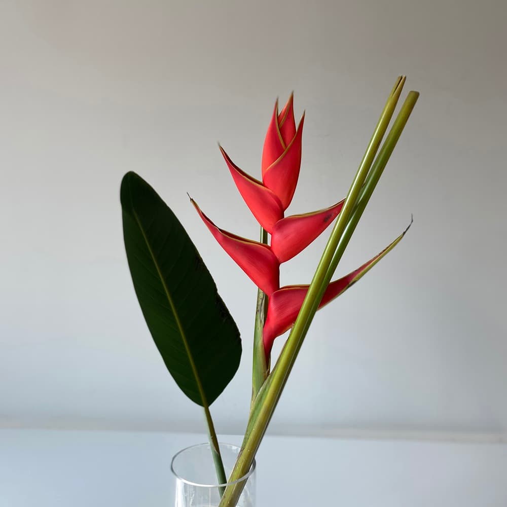 헬리코니아 레드 Heliconia (1대) 가격 추이 플로레스타 헬리코니아 레드 Heliconia (1대) - 최저가 30,000원