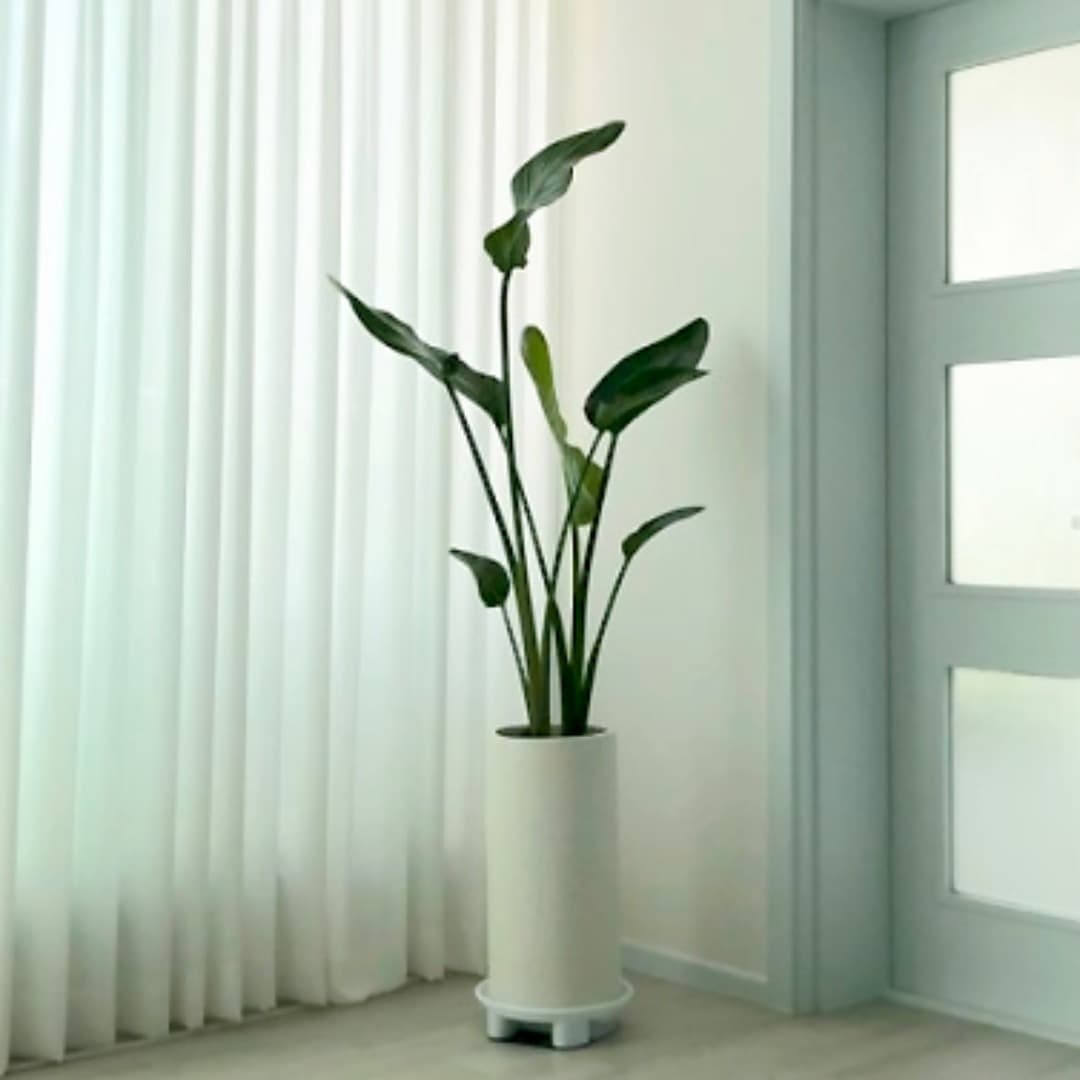 null 가격 추이 고미플라워 null - 최저가 103,500원