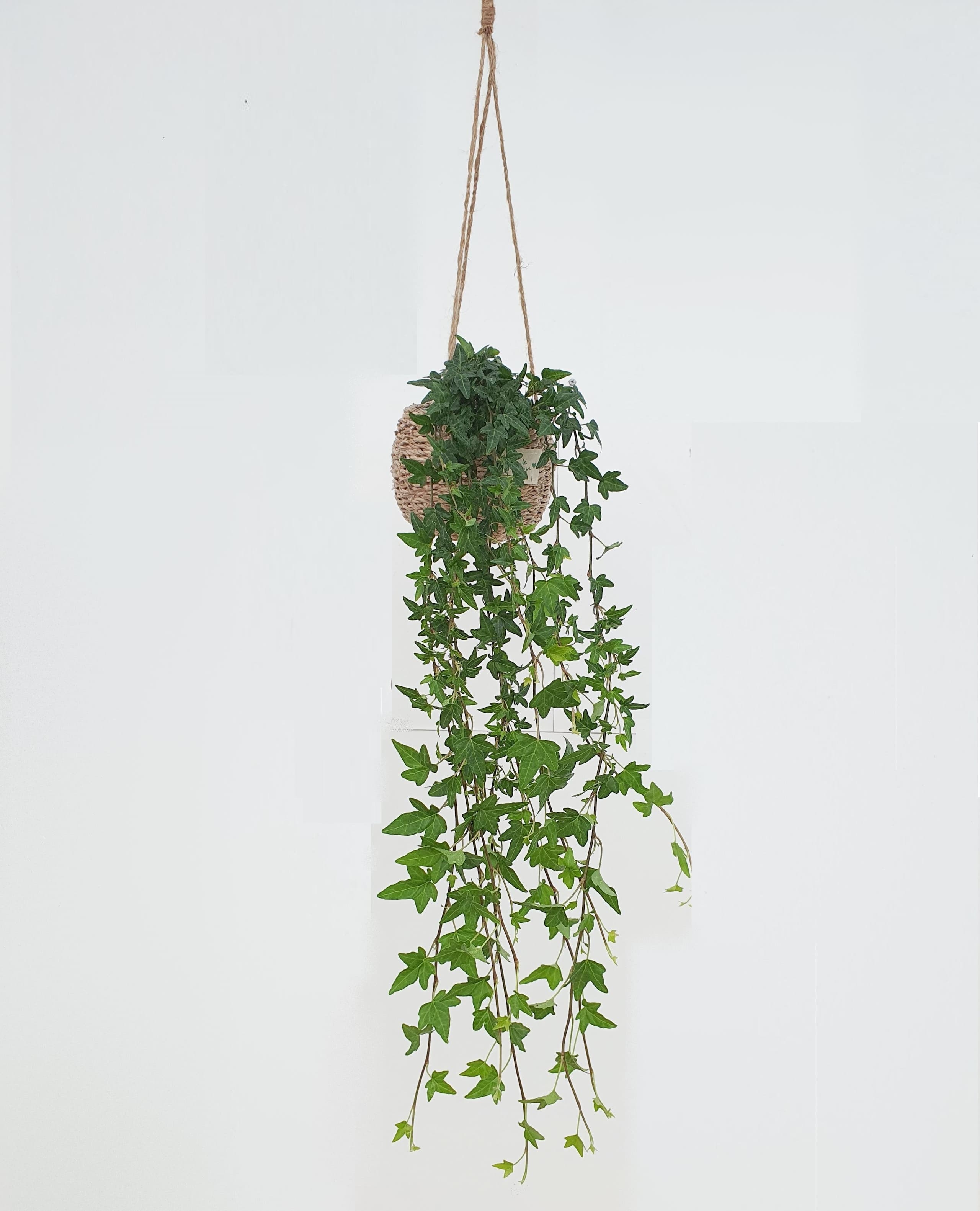 아이비 10cm ~ 120cm 4종 행잉플랜트 가격 추이 보거스플라워 아이비 10cm ~ 120cm 4종 행잉플랜트 - 최저가 4,000원