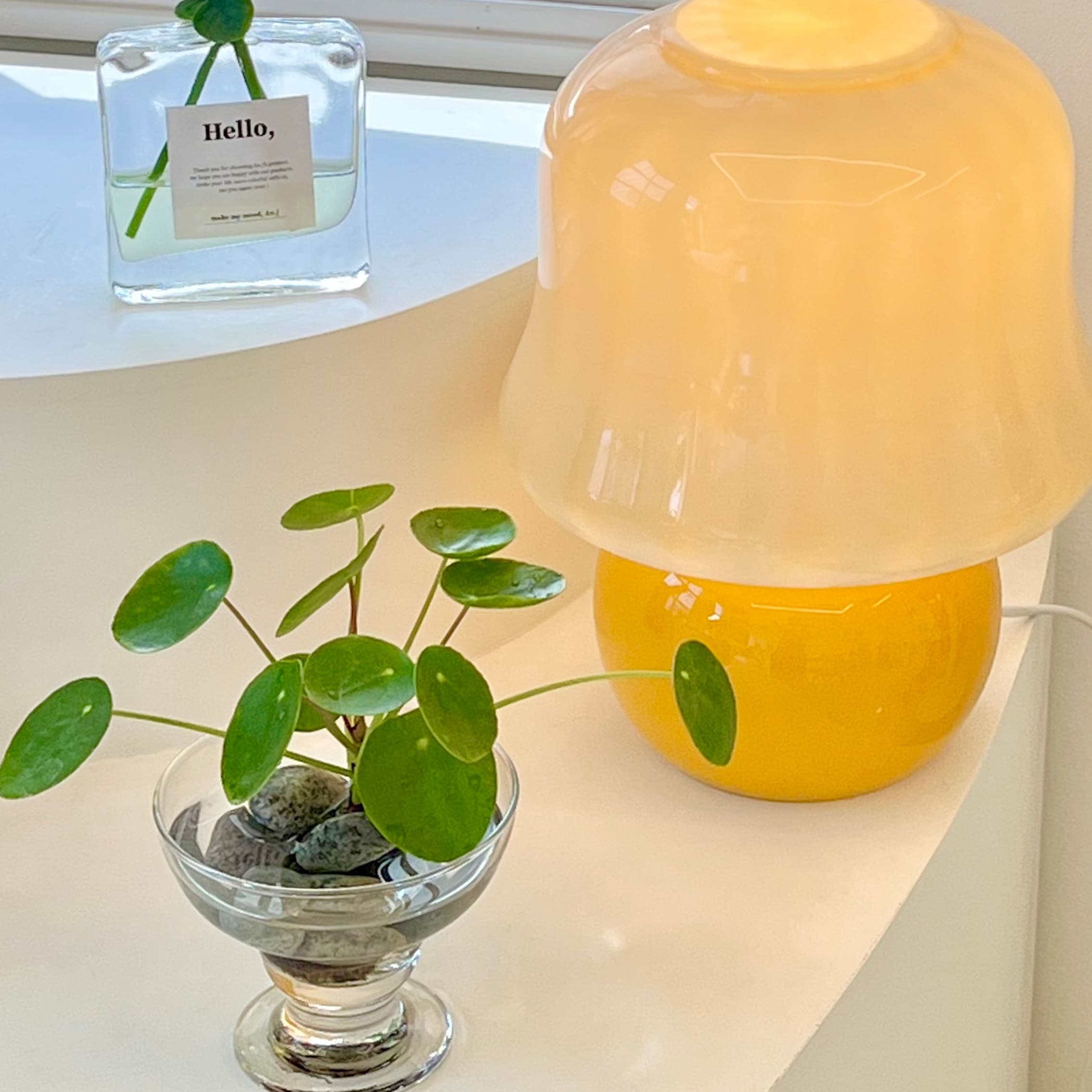 필레아페페 수경식물 습도조절 공기정화 사무실 데스크테리어 미니 화분 가격 추이 안제이하우스 필레아페페 수경식물 습도조절 공기정화 사무실 데스크테리어 미니 화분 - 최저가 22,800원