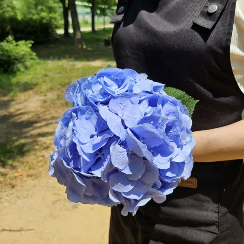 수국 꽃 꽃배달 싼곳 생화택배 가격 추이 유스풀몰 수국 꽃 꽃배달 싼곳 생화택배 - 최저가 7,800원
