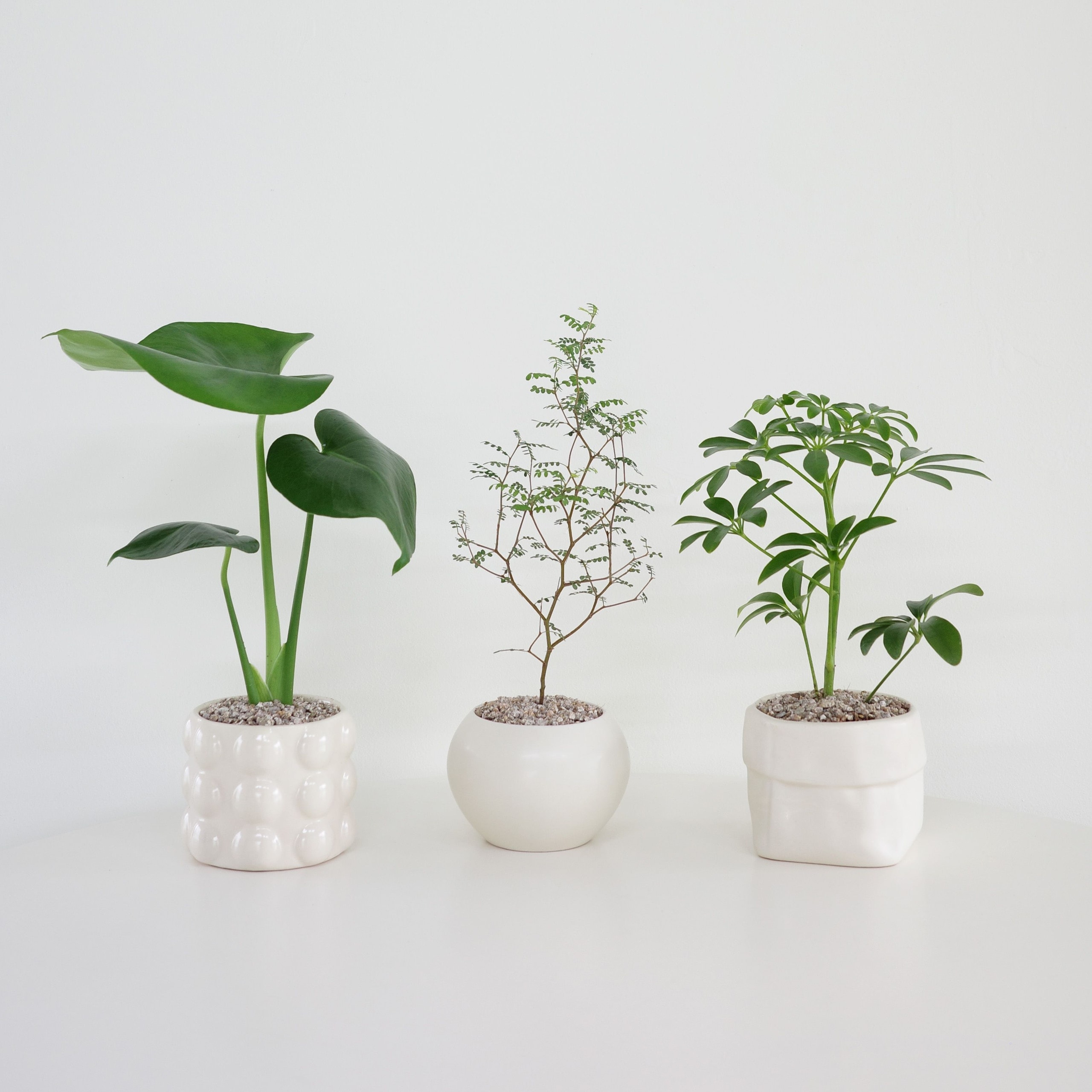 null 가격 추이 파워플랜트 null - 최저가 15,215원